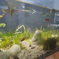 واگذاری آکواریوم