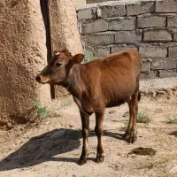 گوساله|حیوانات مزرعه|بیجار, |دیوار
