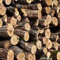 خرید و برش انواع و اقسام چوب نقدی فقط وفقط تماس