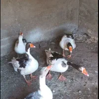 غاز محلی خوشمزه و لذیذ