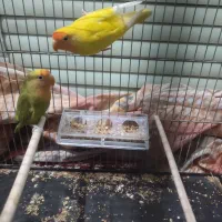 دستی|خزنده|یزد, |دیوار