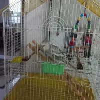 عروس خوشگل رام و دستی