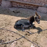 الاغ ماده با کره|حیوانات مزرعه|منجیل, |دیوار