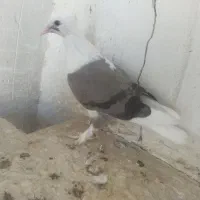 بوشهری|پرنده|خورموج, |دیوار