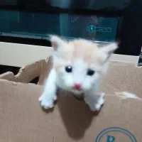 دو تا بچه گربه