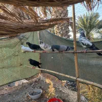 کفتر پلاکی|پرنده|بیکاه, |دیوار