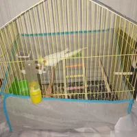 عروس هلندی الوتینو