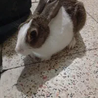 خرگوش