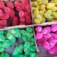 جوجه بوقلمون اردک غاز جوجه گوشتی راس رنگی محلی