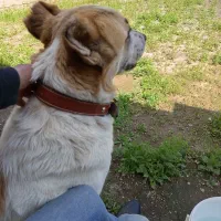 سگ نگهبان خانواده