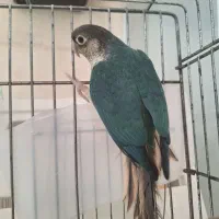 گرینچیک بالغ با جوجه