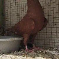 سرخ دم‌سفید باختی