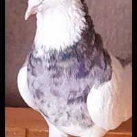 کفتر|حیوانات|قم, قلعه کامکار|دیوار