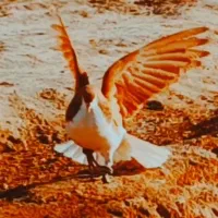 ۷عدد سده فروشی|پرنده|هلالی, |دیوار