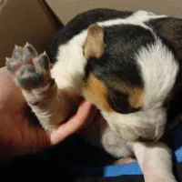 توله سگ سراب