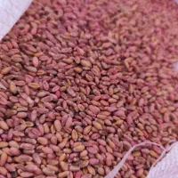 فروش گندم آبی دروم