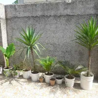 فروش یه تعداد گل