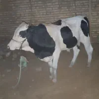گوساله نر چاق در گوشت