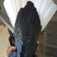 سیاه دمسفید ماده پاصاف
