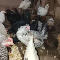 مرغ خروس|حیوانات مزرعه|شاهینشهر, سعدی شمالی|دیوار