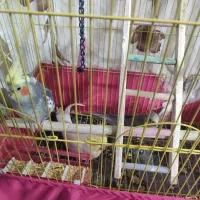 فروش عروس هلندی