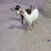 دو عدد گوسفند نر و ماده بفروش میرسد