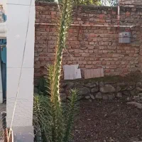 ی عددگل کاکتوس بزرگ