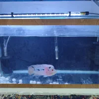 ماهی فلاور هورن به همراه آکواریوم