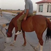 سلام ..نریان۸سال ..