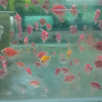 ماهی عید وگیاهخوار و گوشت خوار لوازم