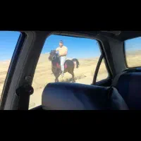 اسب کرد|اسب و تجهیزات اسب‌سواری|ایجرود, |دیوار