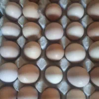 تخم مرغ محلی نطفه دار