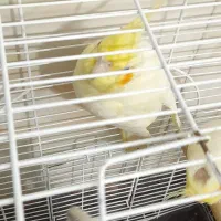 عروس هلندی جفت|پرنده|هشتگرد, سیف آباد|دیوار