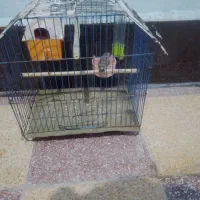 سلام یه عدد فنج بنگالی دارم به فروش می رسد