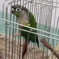 طوطی گرنچیک  سینه نارنجی  رام واهلی سخنگو|پرنده|برازجان, |دیوار