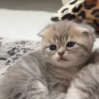 بچه گربه پرشین اسکاتیش|گربه|اندیشه, اندیشه فاز ۶|دیوار