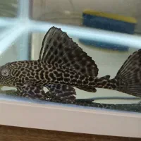 لجنخوار کت اسپرت|ماهی|مشکین‌دشت, |دیوار