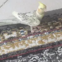 عروس هلندی|پرنده|مشهد, کوشش|دیوار