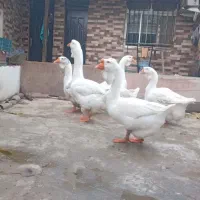 جوجه قوغاز خالماگور