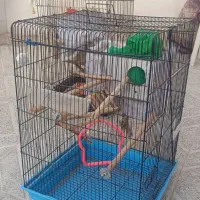 قفس عروس هلندی