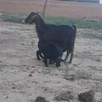 بز و بزغاله جوان