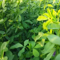 یونجه چین اول و دوم در انگوت جومولو