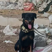 سگ روتیلر یسر آمریکا درجه ۱