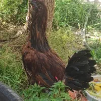 خروس متن حتما بخون|حیوانات مزرعه|بیرجند, |دیوار