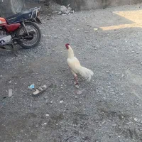 مرغ وخروس|حیوانات مزرعه|رودان, |دیوار