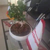 آبدارچی خانم کار در شرکت