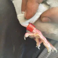 کبوتر دریایی