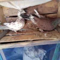 کبوتر|پرنده|گلپایگان, |دیوار