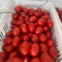 گوجه چهار مدل موجود