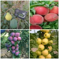 جشنواره تخفیف نهال میوه ، مشهد ،نهالستان شرق